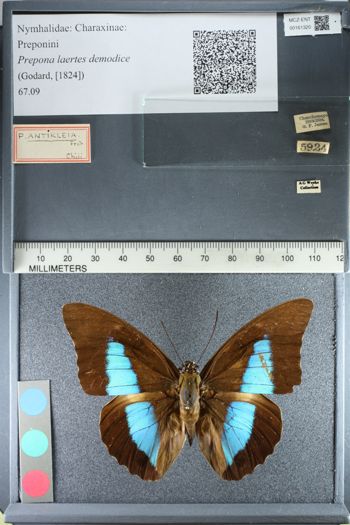 Media type: image;   Entomology 161320